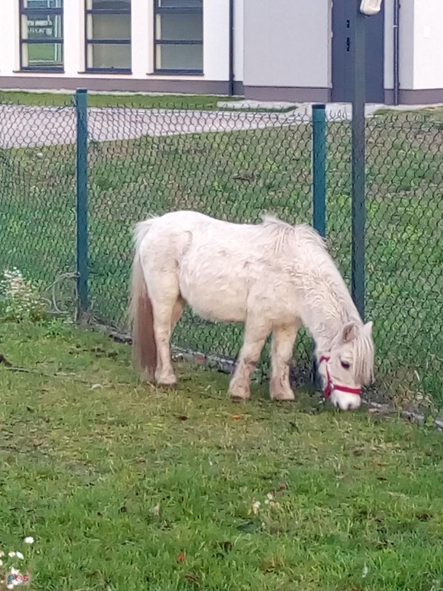 Biały kucyk
