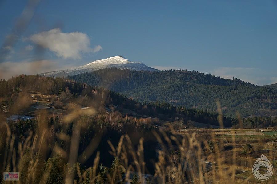 Babia przez trawy