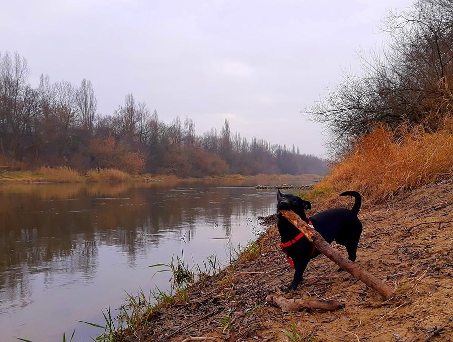 Warta nad Wartą - Las Dębiński, Poznań