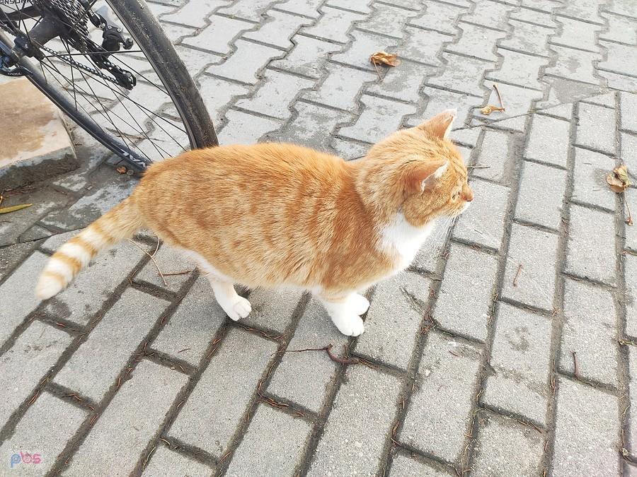 Tutejszy rudy kotek