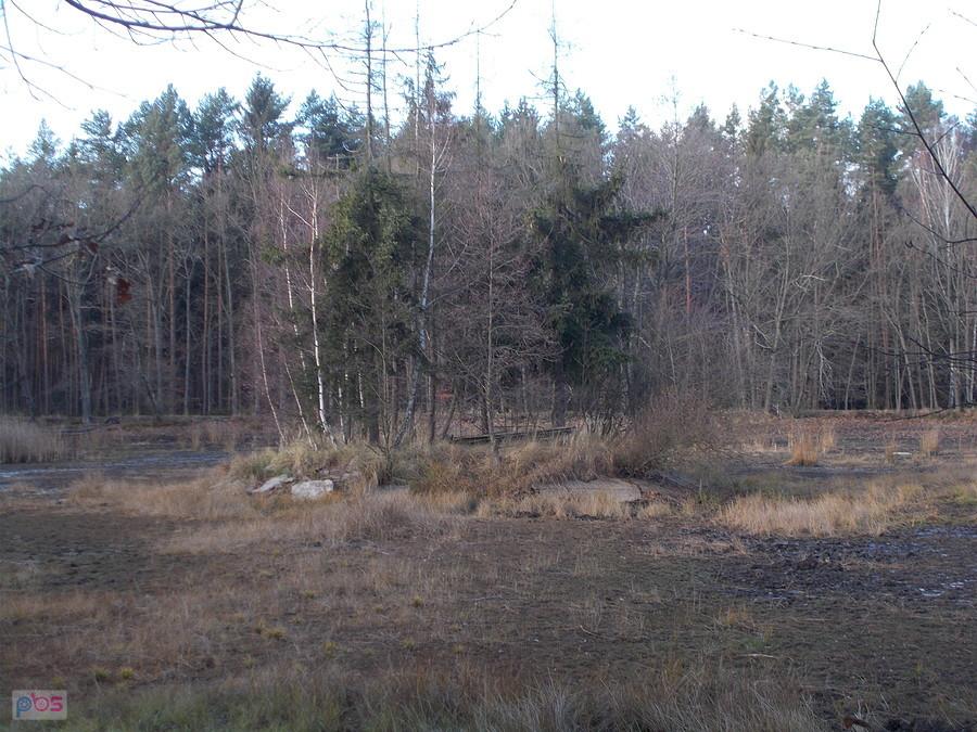 Wysepka na środku stawu. Po armii radzieckiej na wysepce pozostała zbutwiała ławeczka.