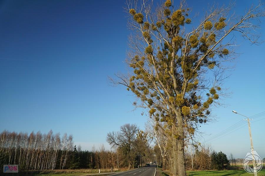 zjazd pasożytów na drzewie