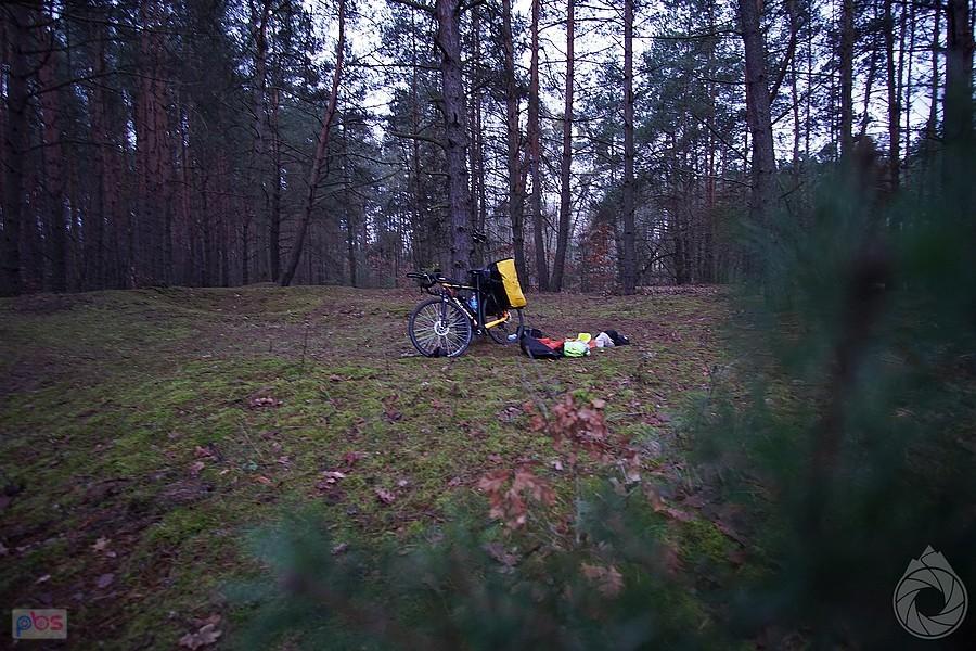 w głębi las w Pomichówku