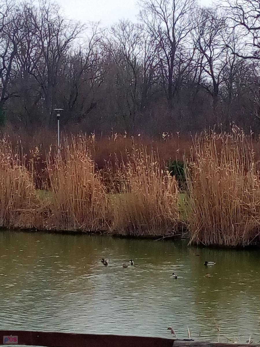 Staw w Borzęcinie