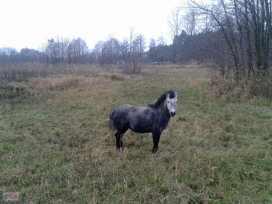 Na wypasie - Spicimierz