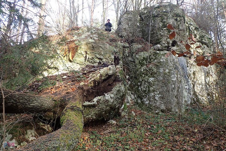 Drzewo rosnąc odłupało wielki fragment skały