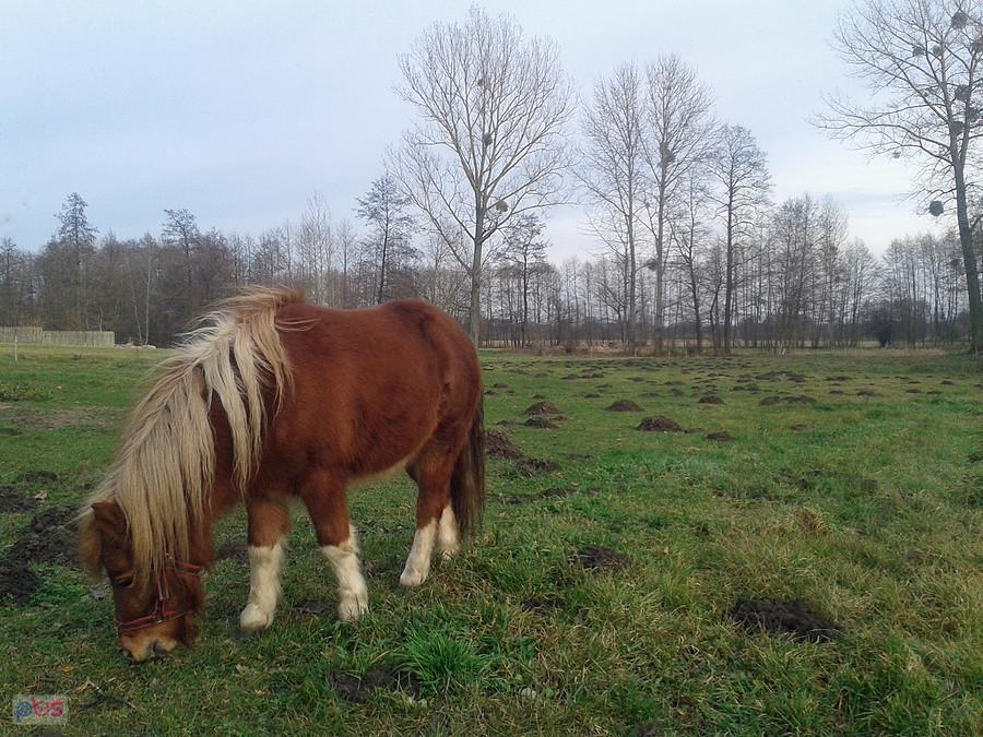 Spokojnie na wypasie