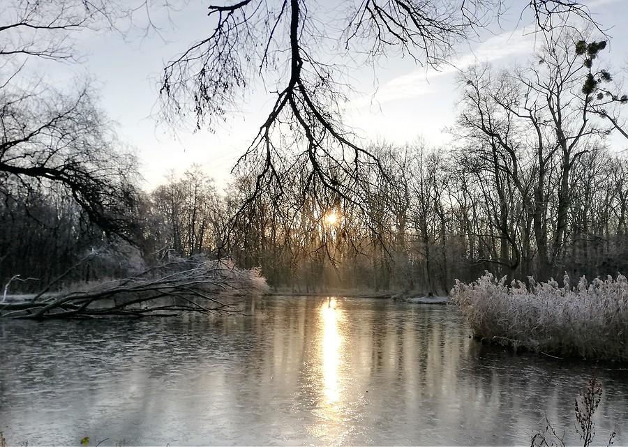 W zimowym porannym słońcu, Las Dębiński, Poznań