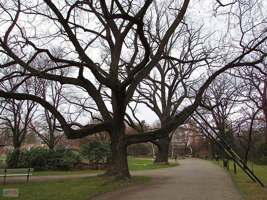 Park Ujazdowski - piękne okazy orzecha czarnego i dębu
