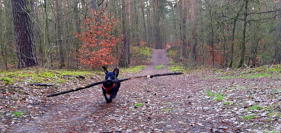 Tyczkarka kwalifikowana - Wielkopolski Park Narodowy