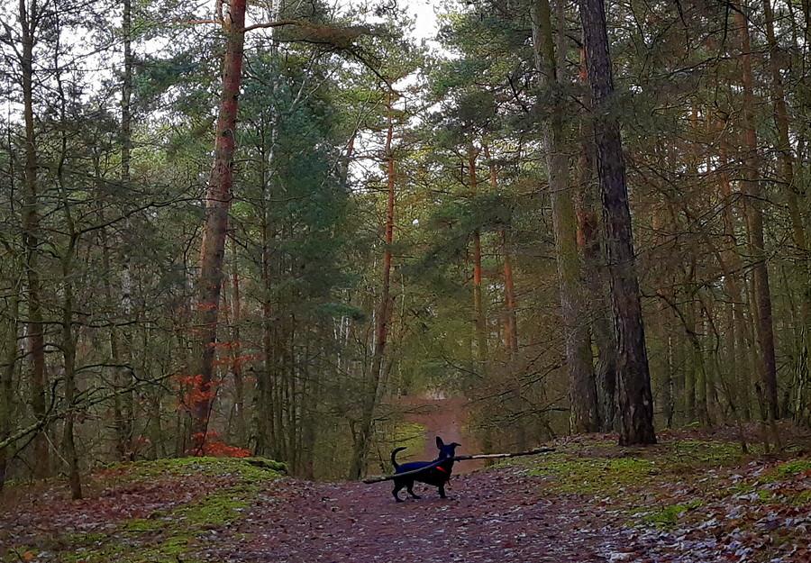 Człowieku marudny, idziemy! - Wielkopolski Park Narodowy