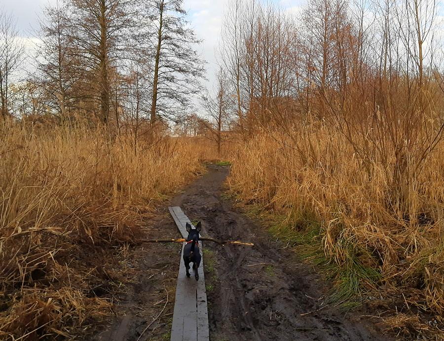 Spryciara :) - Wielkopolski Park Narodowy