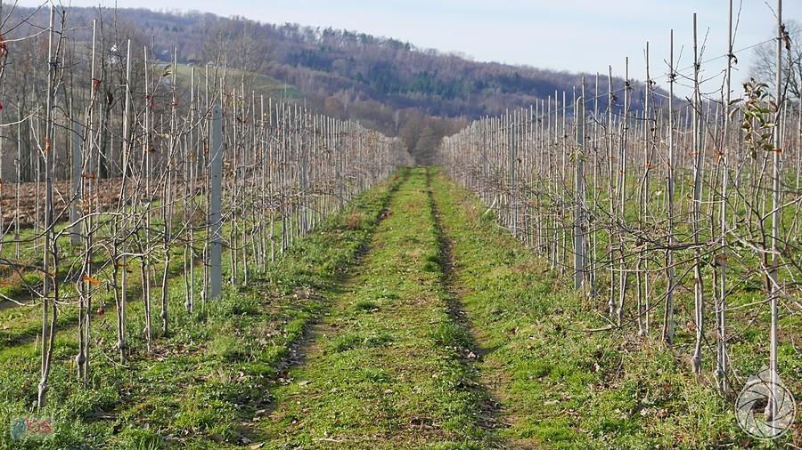 jazda między jedną z wielu winnic/ogrodów owocowych Pogórza Rożnowskiego