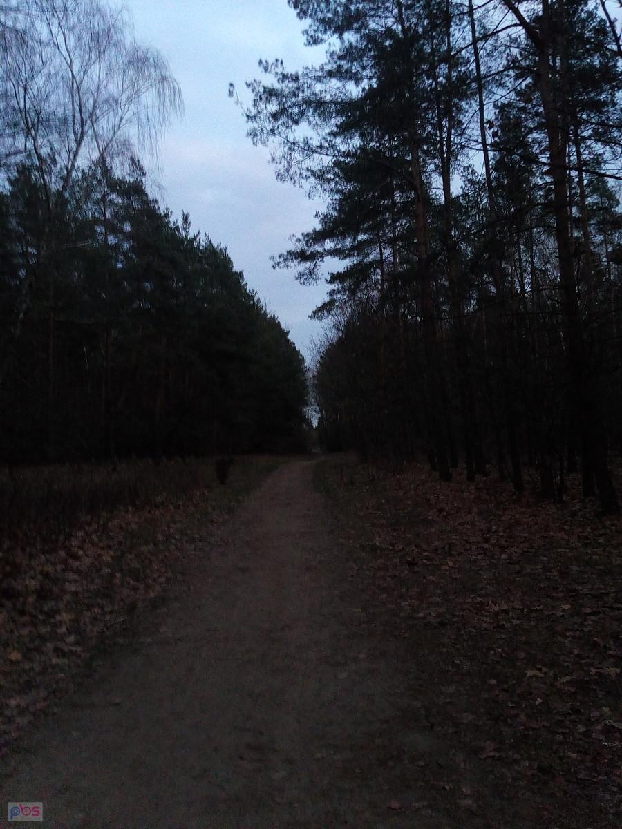 W lesie jeszcze szybciej zapada zmrok