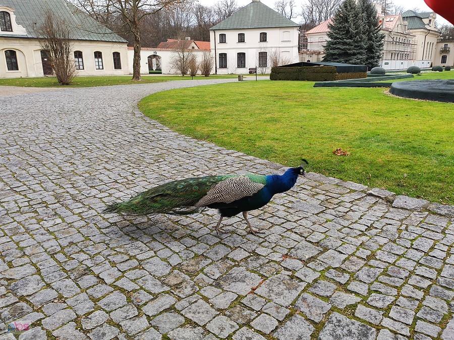 Paw, który w ogóle Nas się nie bał