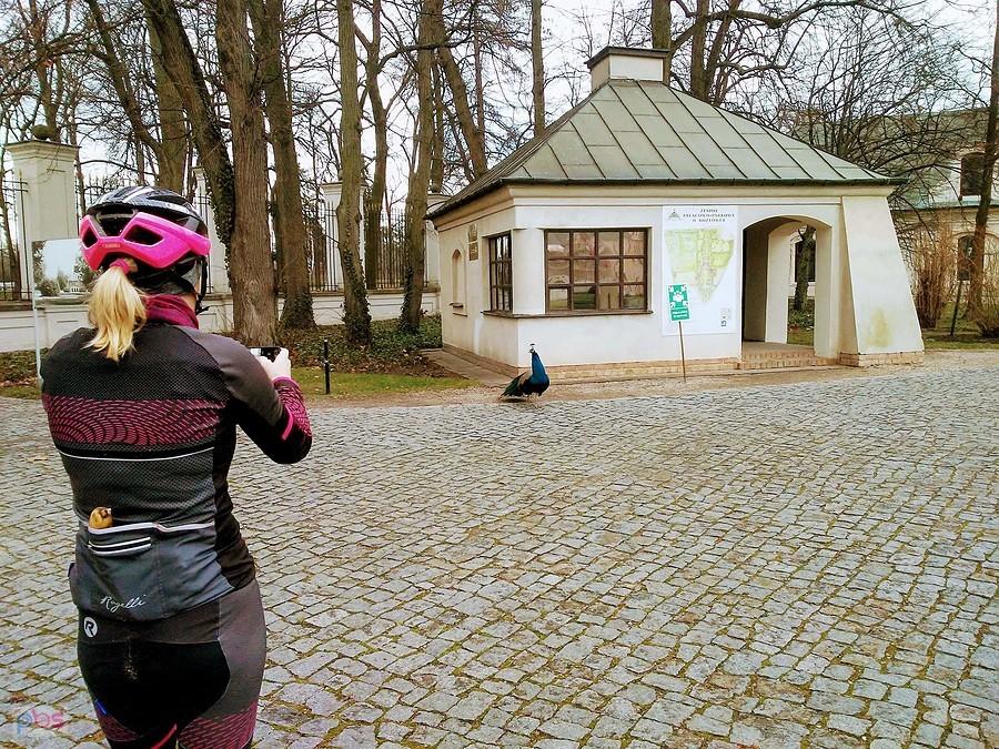 Polowanie na zdjęcie pawia :D