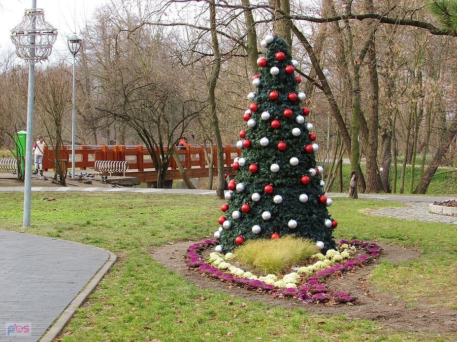 Choinka w parku zdrojowym przy tężni