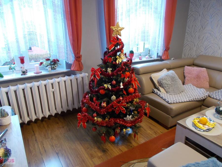 Choinka Dareckiego