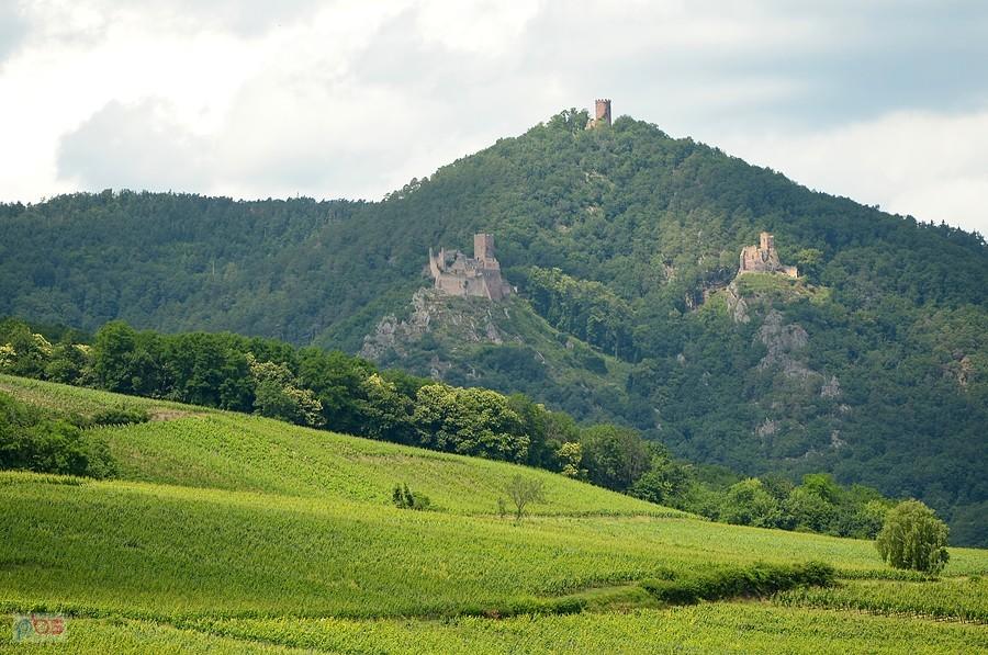 Zamki nad Ribeauville