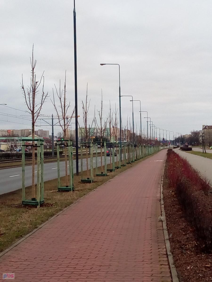Obsadzona drzewami ddr na Powstańców Śląskich