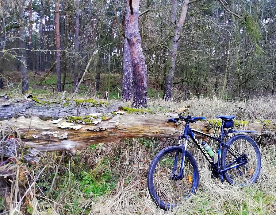Jeśli powalone drzewo, to tylko za sprawą natury - Nadwarciańki, WPN