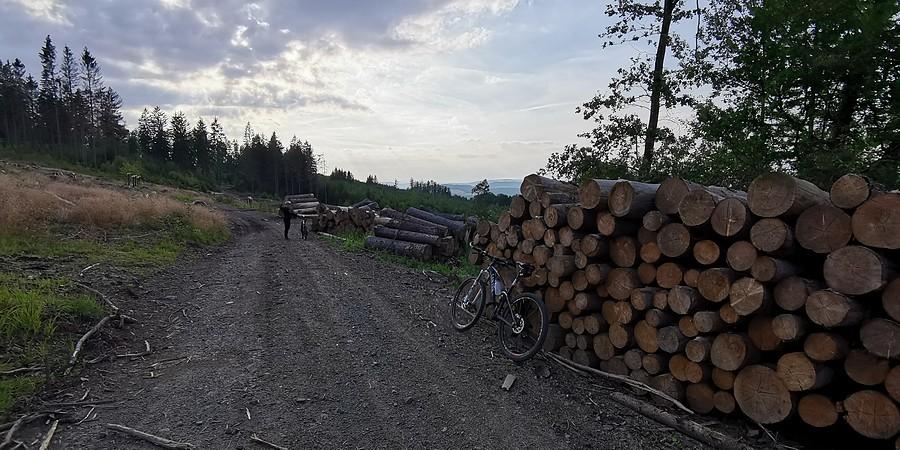 A tu już lasu brak