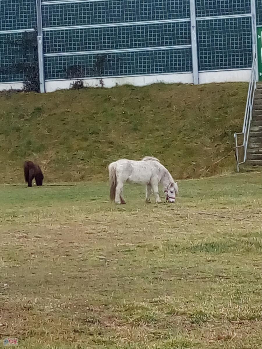 A kucyki dalej się pasą