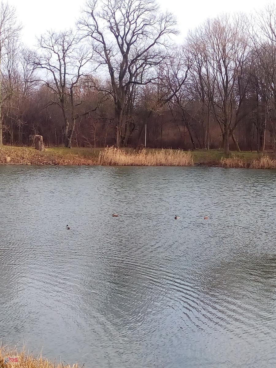 Staw musi być