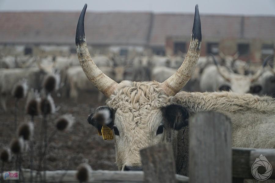 hodowla bydła węgierskiego szarego