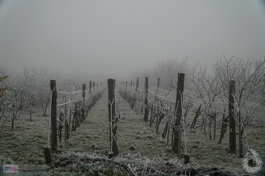 winnice okręgu tokajskiego