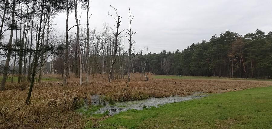 Bagienko - okolice Będlewa