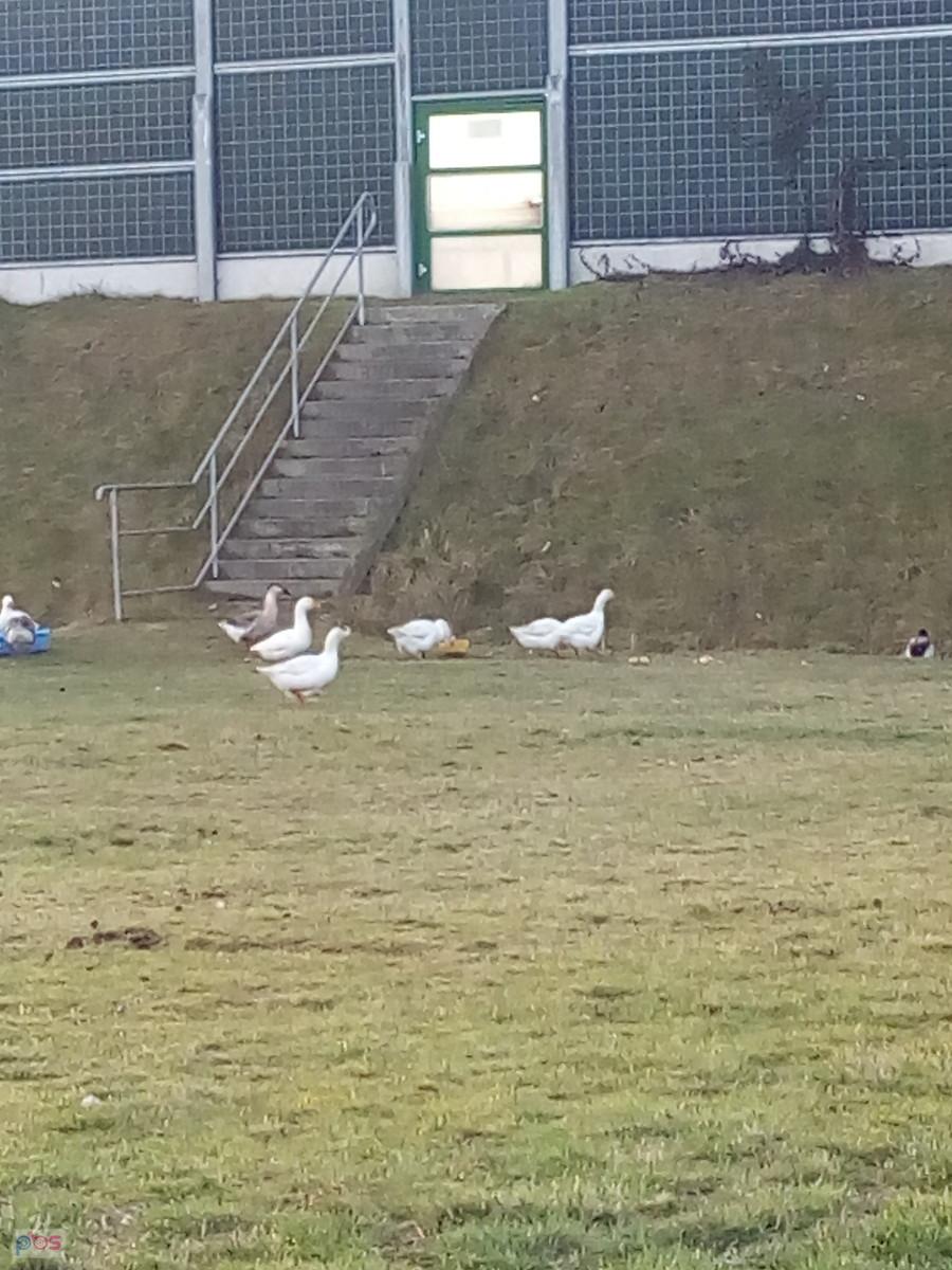 Gęsi też zadowolone