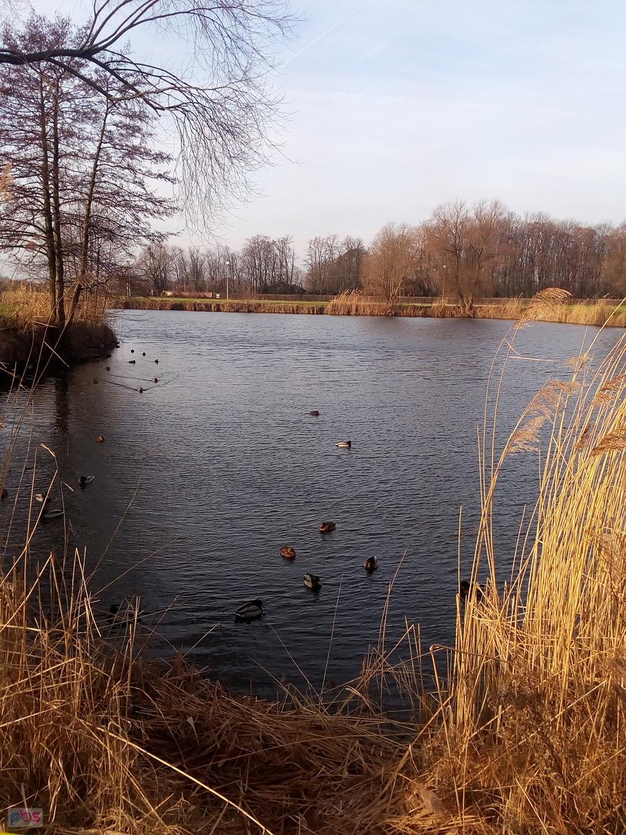 Staw w Zielonkach też pofalowany