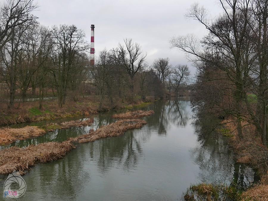Prosna kaliska