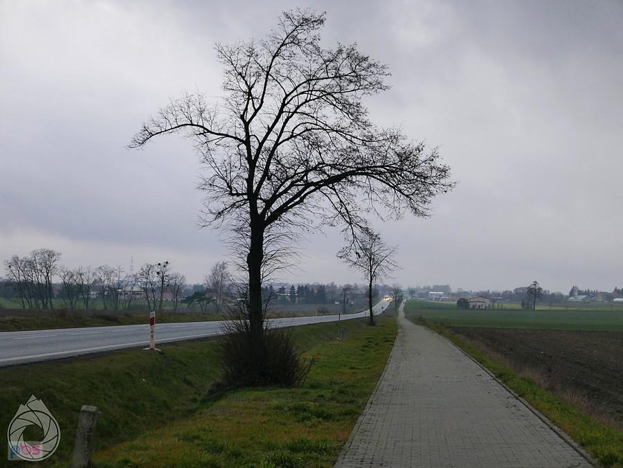 kolejna ścieżka rowerowa, tym razem w stronę Pleszewa