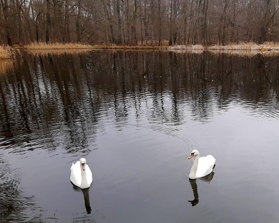 Łabędzie - Poznań, Szachty