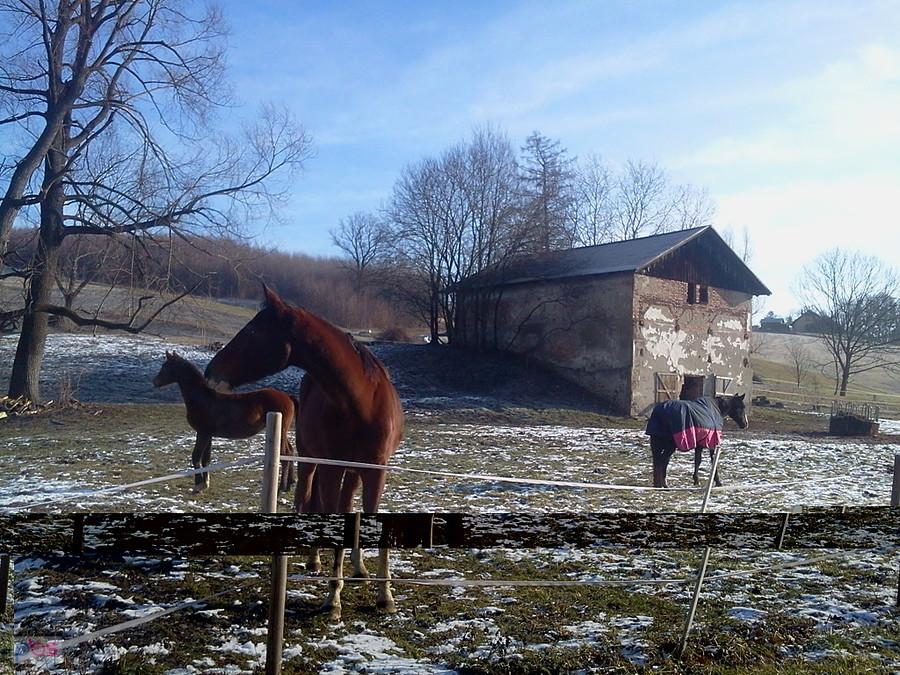 Trzanowice