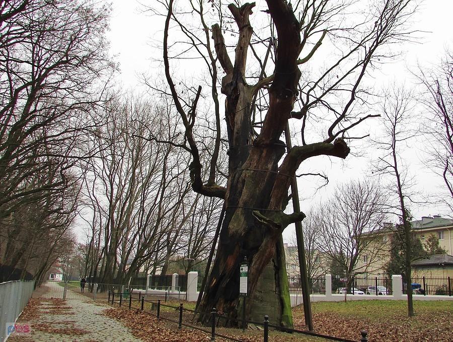 Dąb Mieszko I po podpaleniu