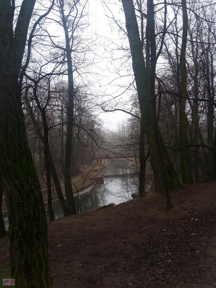 Fosa w parku