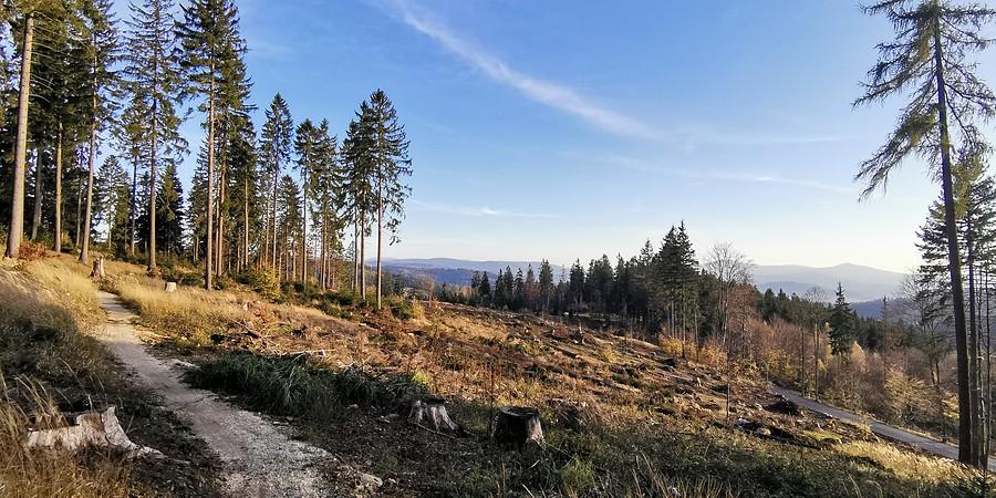 Singiel na Lądek