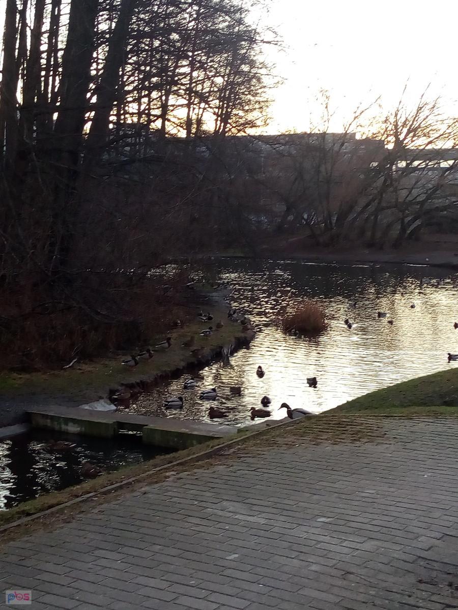 Malutki staw przy Broniewskiego