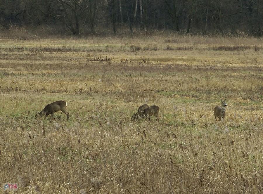 Sarny na łąkach pod Habdzinem