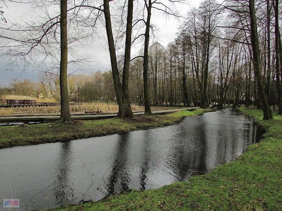 Podmokłe tereny przy Jeziorce