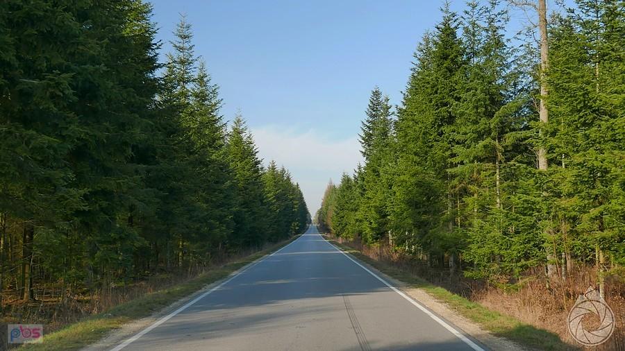 droga przez Puszczę Kozienicką