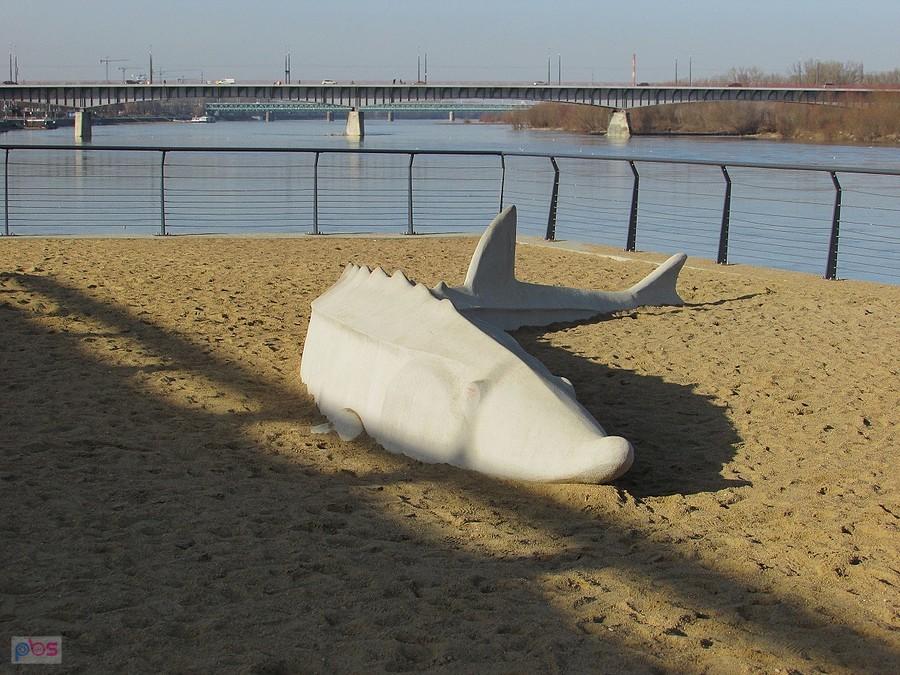 Jesiotr na plaży