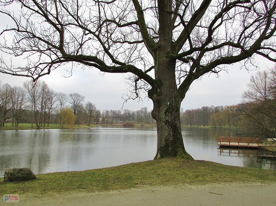 Radziejowice - dąb nad stawem