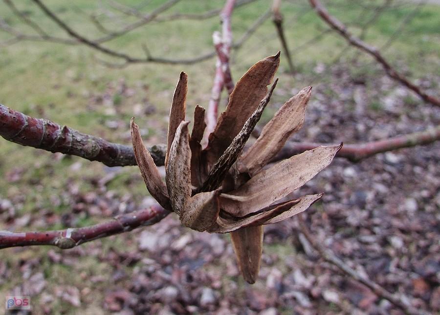Wysuszony kwiat tulipanowca