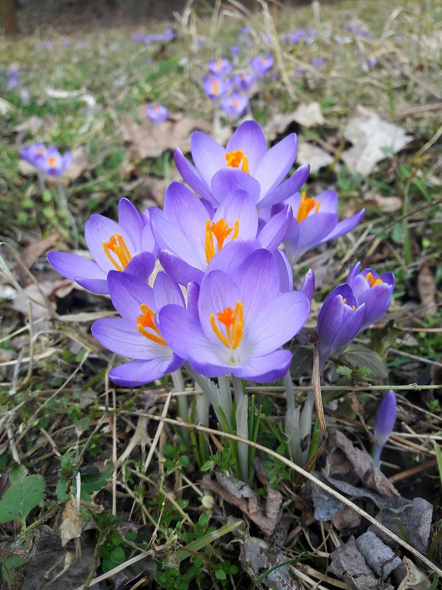 Krokusy.