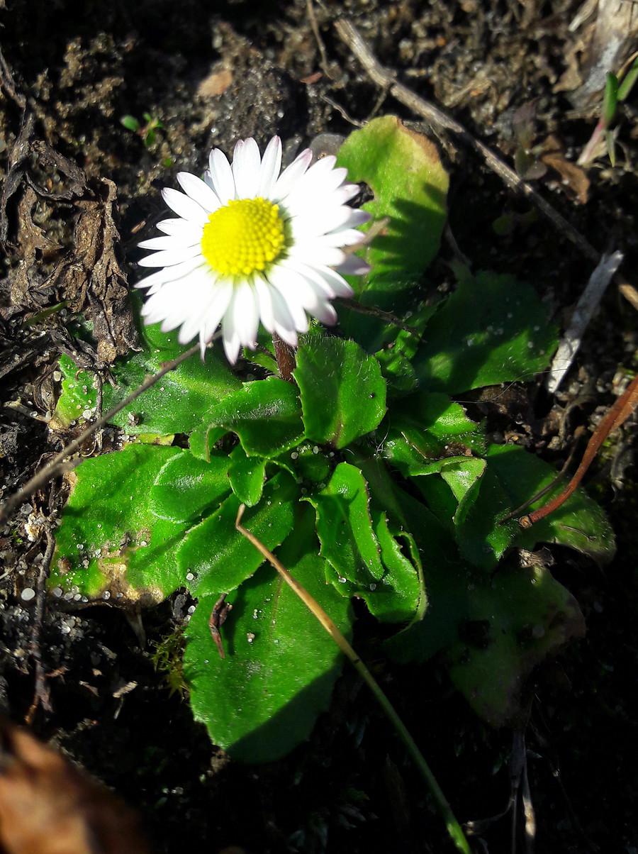 Stokrotka.
