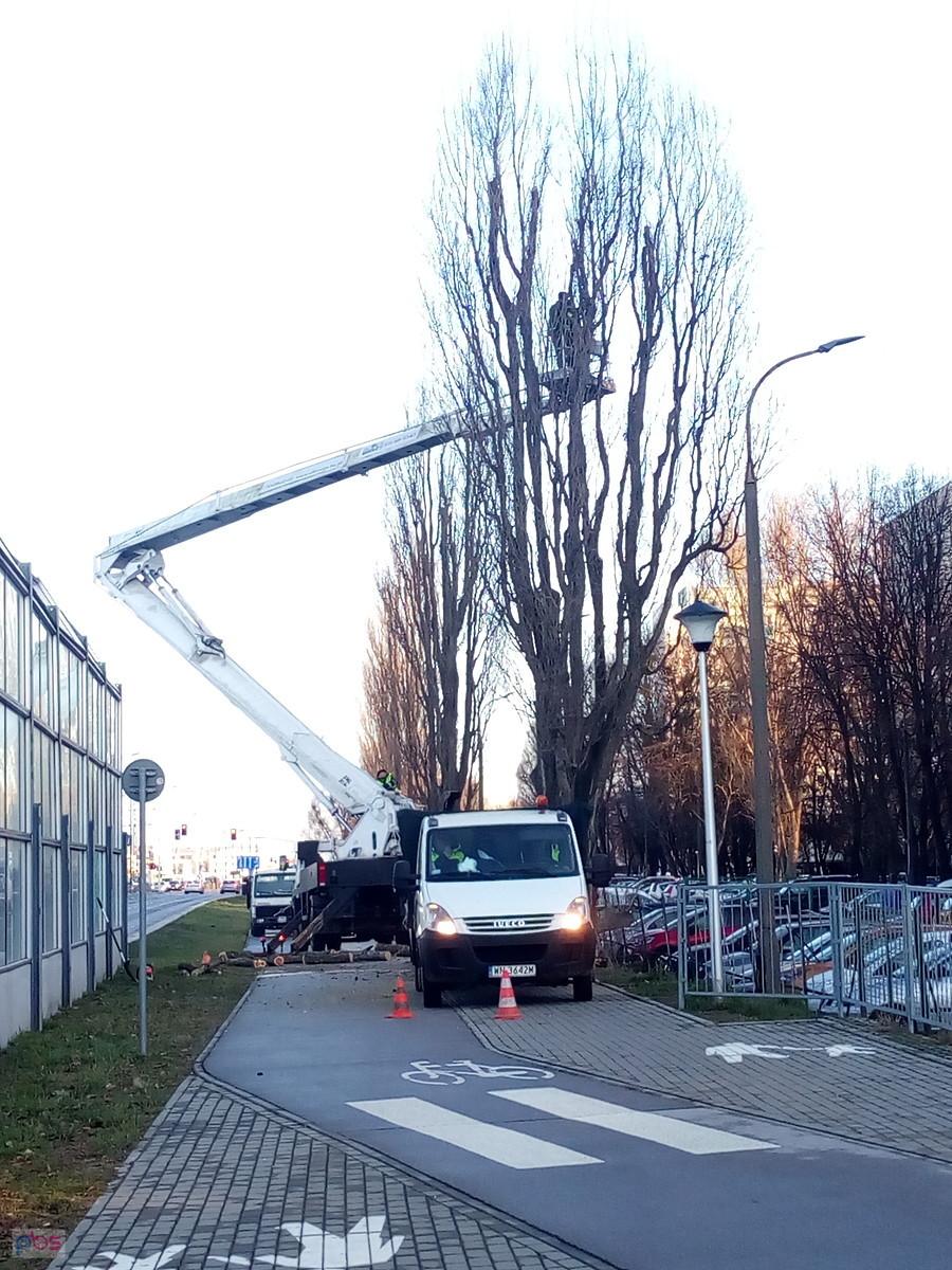Wiosenne czyszczenie drzew
